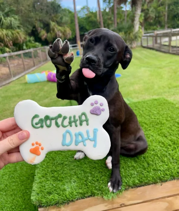 Black puppy celebrating Gotcha Day in a grassy backyard