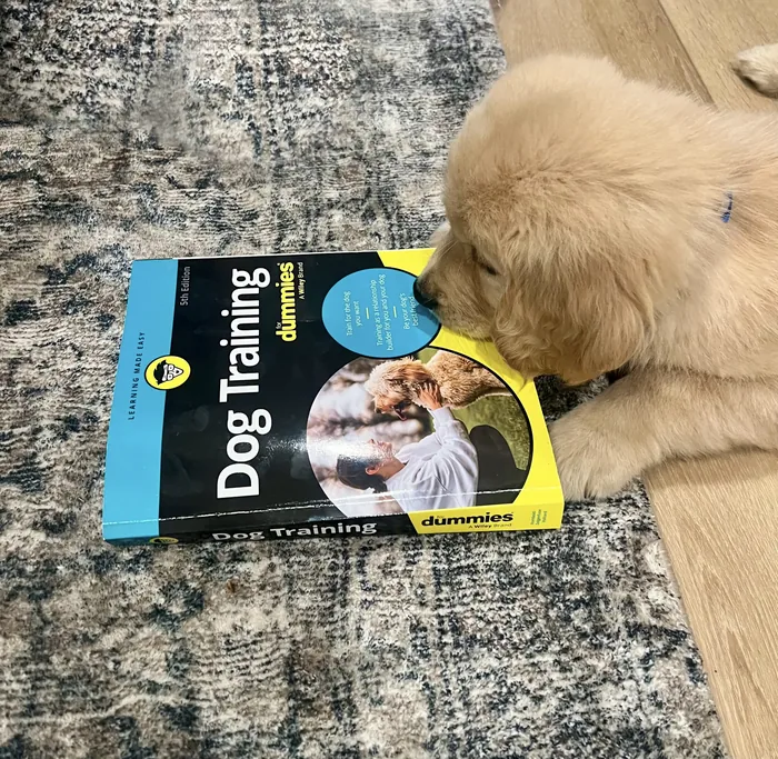 Golden puppy exploring a dog-training book