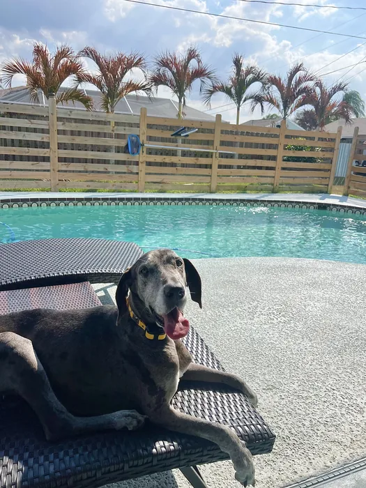 Black dog relaxing on a lounge chair beside a swimming pool