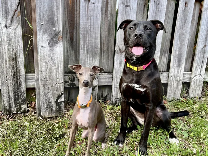 Two dogs sitting together beside a wooden fence