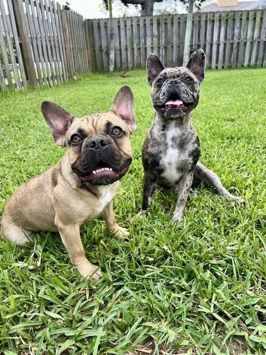 Two French bulldogs sitting together in a grassy backyard