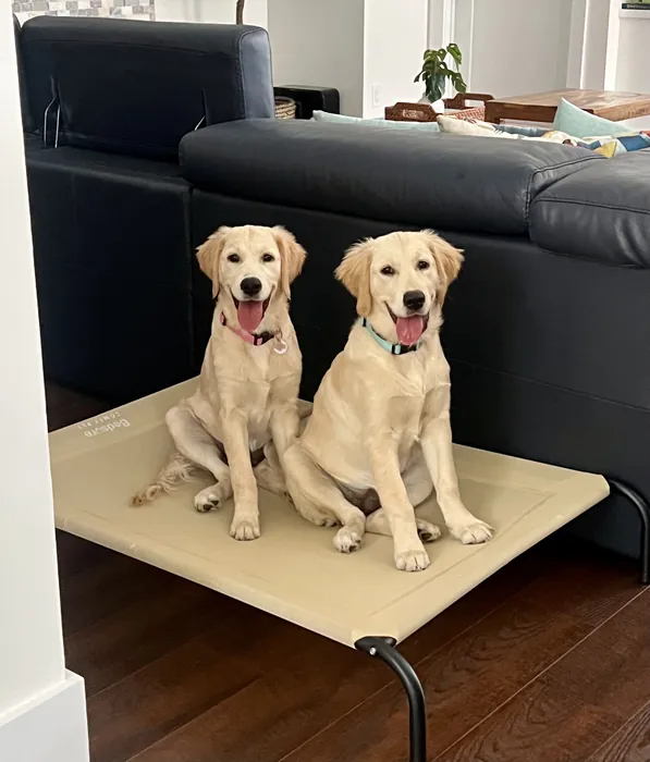 Two light-colored dogs sitting together on a raised cot