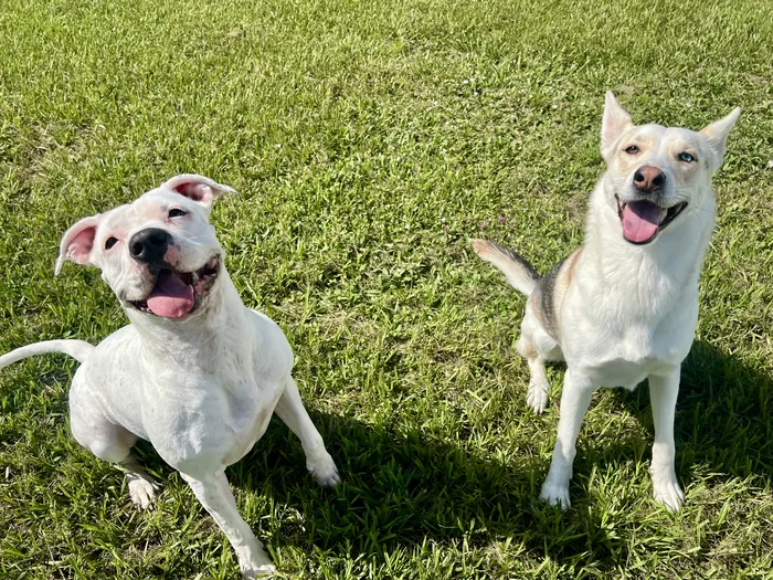 Two white dogs sitting together on the lawn