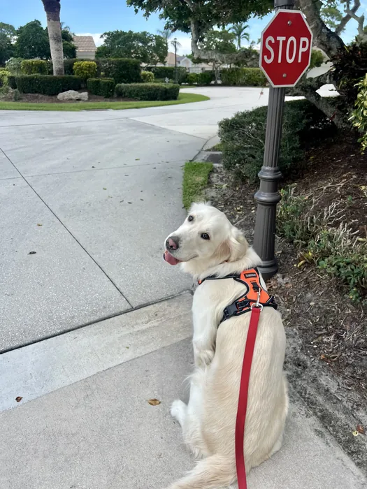 White dog on a leash beside a neighborhood sidewalk