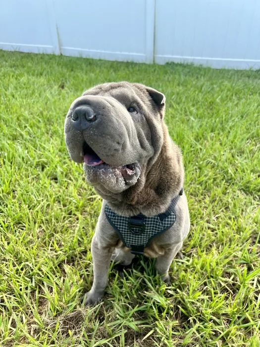 Gray wrinkled dog sitting in the grass