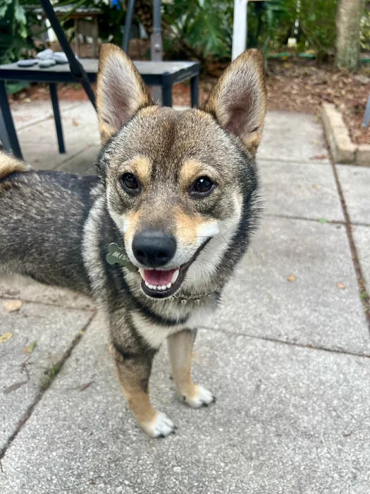 Pointed-eared dog sitting on a paved patio