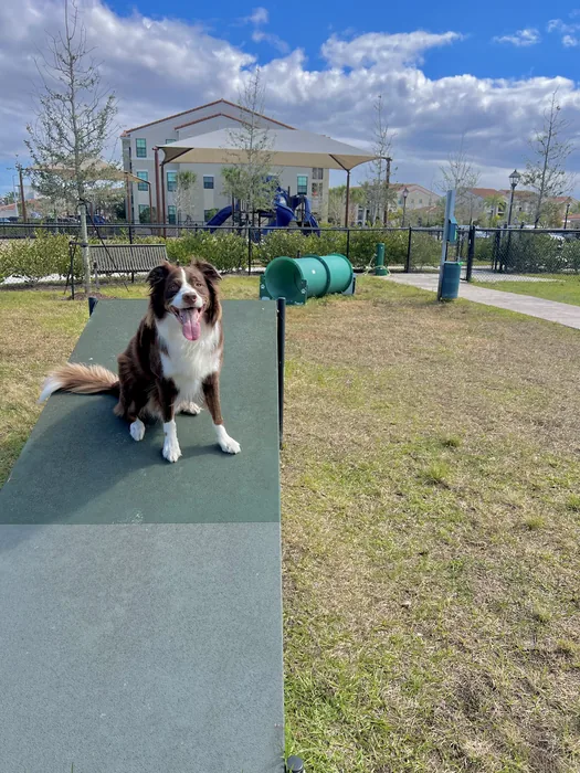Black-and-white dog on a raised platform at a park