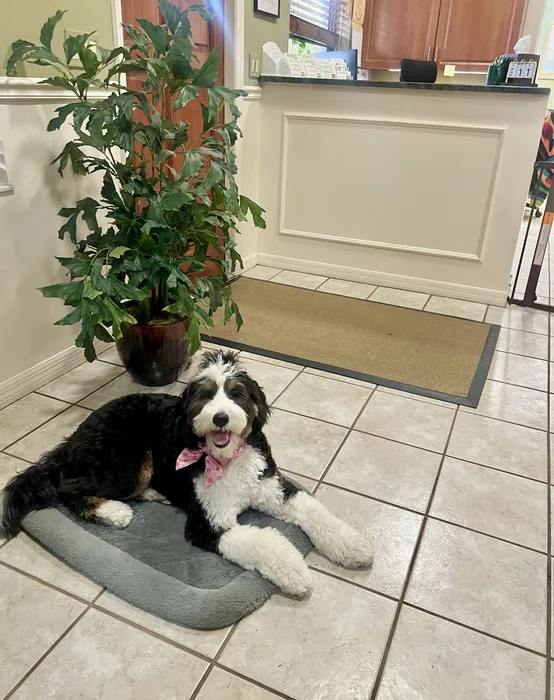 Black-and-white dog resting on a mat indoors
