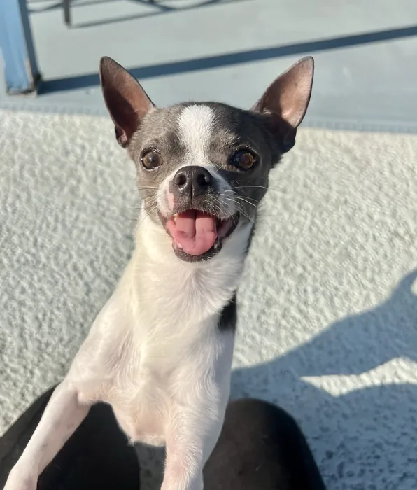 Small black-and-white dog enjoying the sunshine
