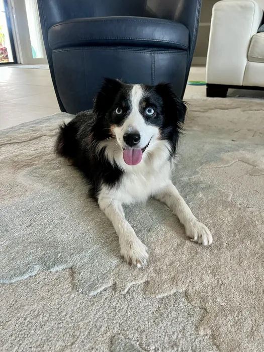 Black-and-white dog lying on a rug indoors