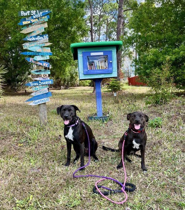 Two dogs on leashes beside a colorful outdoor display