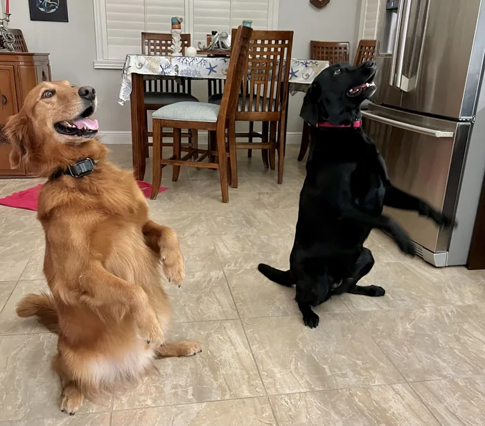 Golden dog and black dog sitting together in a kitchen