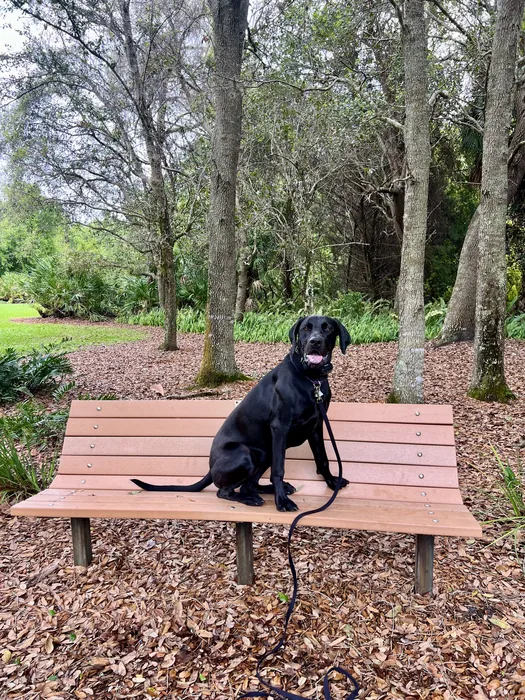 Black dog sitting on a bench along a wooded trail