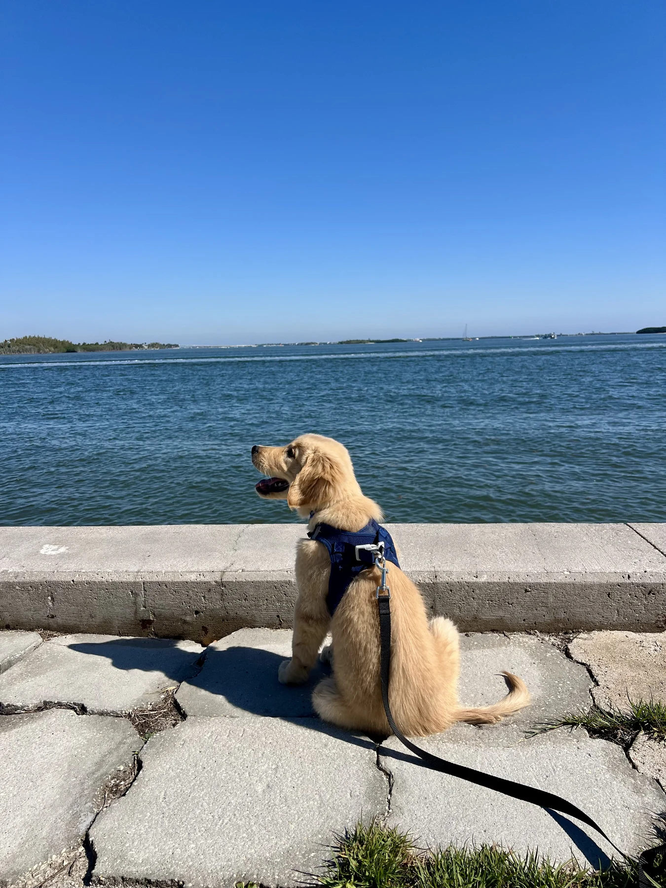 Brittany Mead Canine Coaching | Training Both Ends of the Leash
