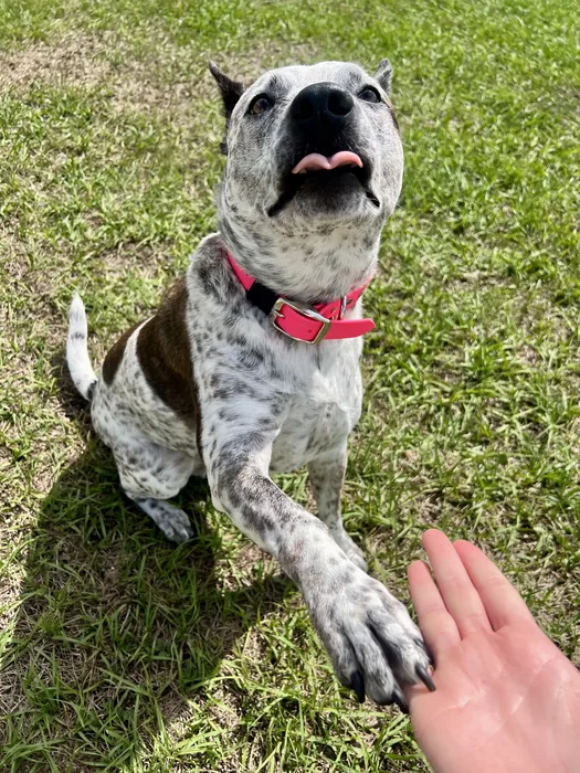 Speckled dog looking up while sitting in the grass