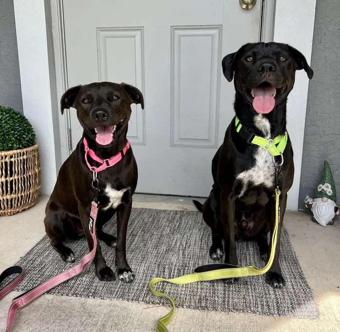 Two black dogs sitting together on a mat indoors