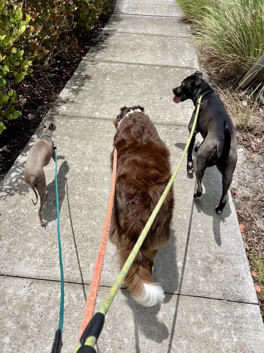 Two dogs walking together along a garden path