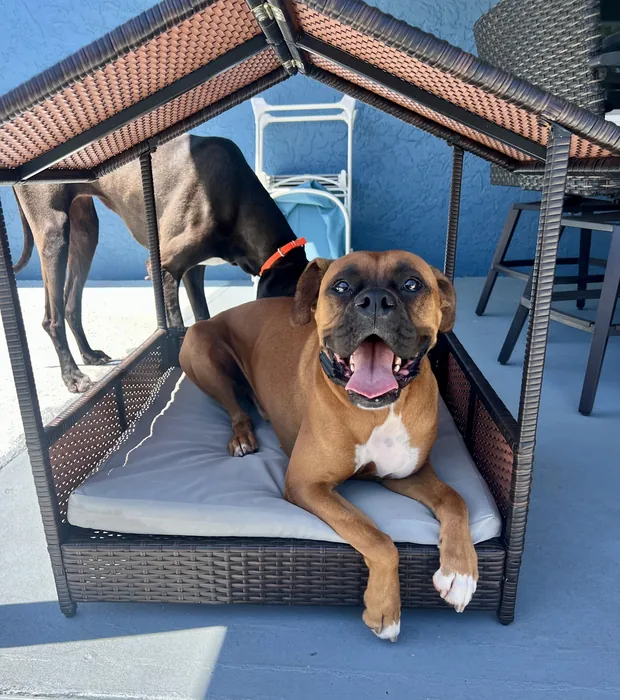 Brown dog relaxing on an outdoor bench