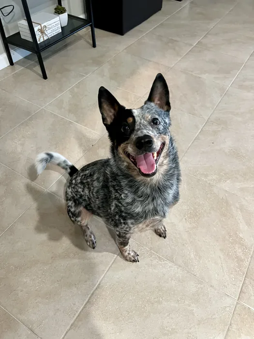 Speckled pointed-eared dog sitting indoors