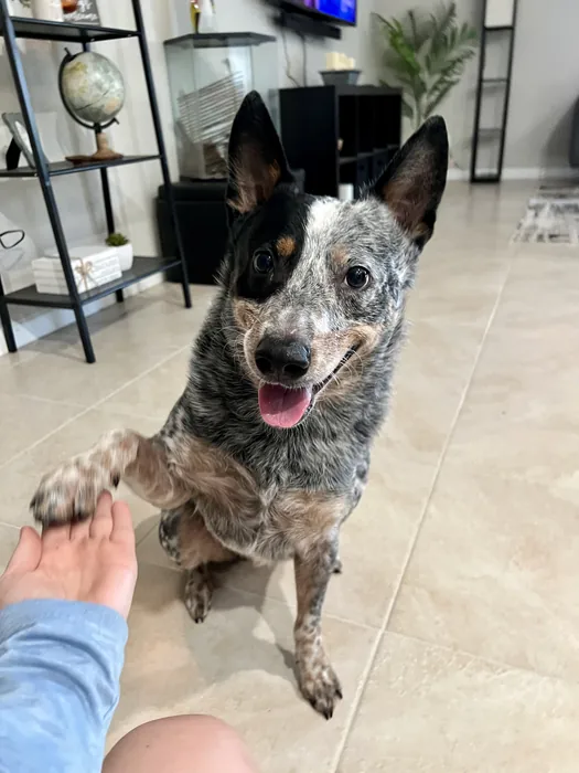 Speckled dog offering a paw indoors