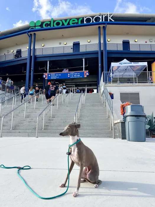 Dog on a leash outside a baseball stadium