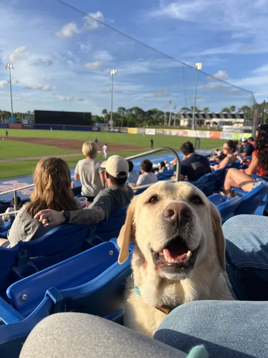Golden dog sitting among stadium seats