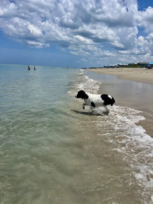 Black-and-white dog wading in shallow ocean water