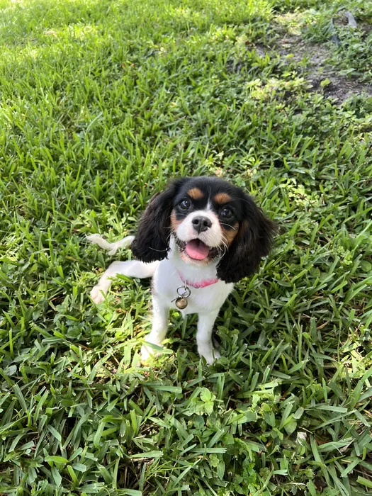 Black-and-white dog relaxing in green grass